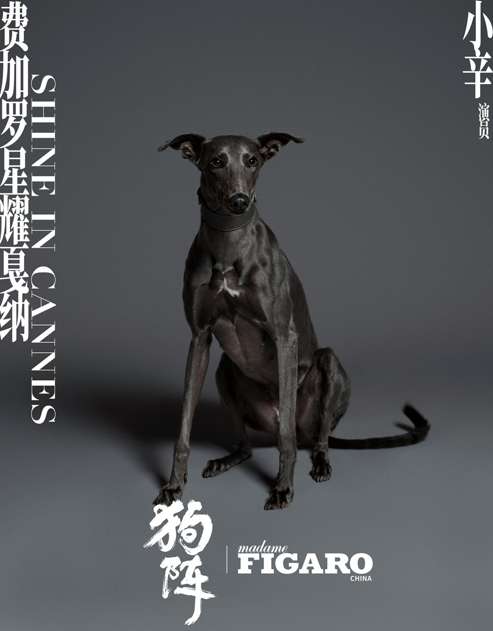 彭于晏爱犬入围“狗狗金棕榈” 前任获奖者是梅西  第3张