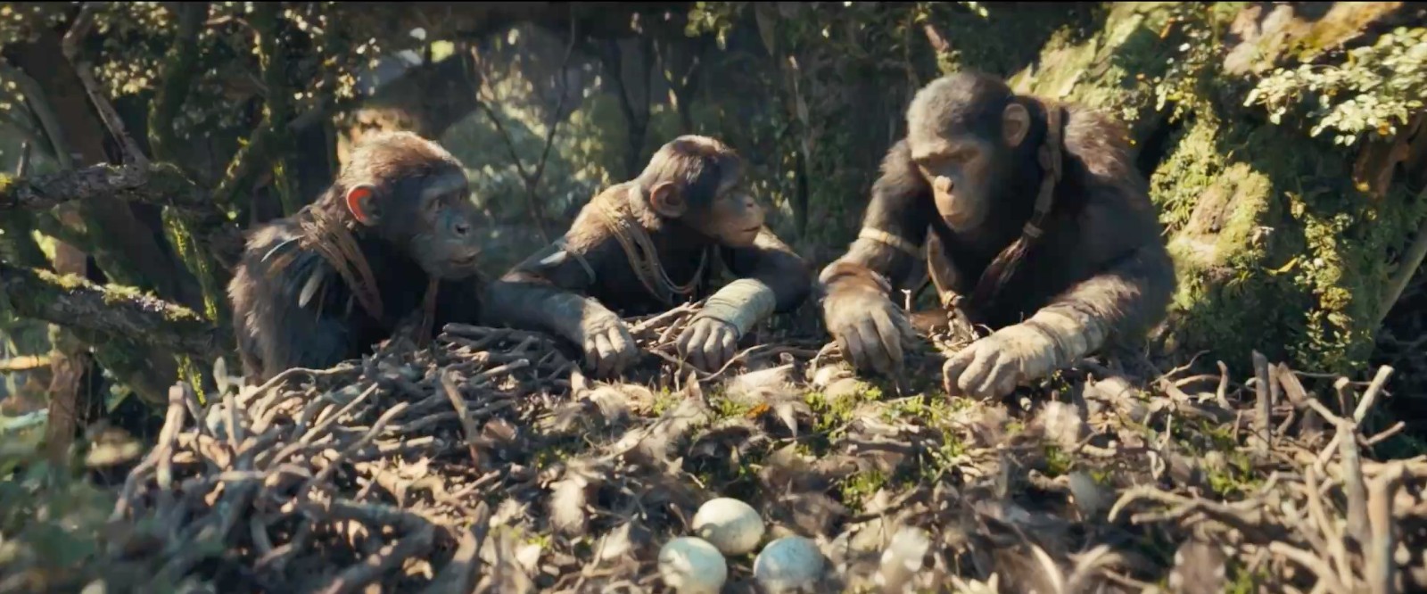《猩球崛起4：新世界》7分钟加长版片段曝光  第2张