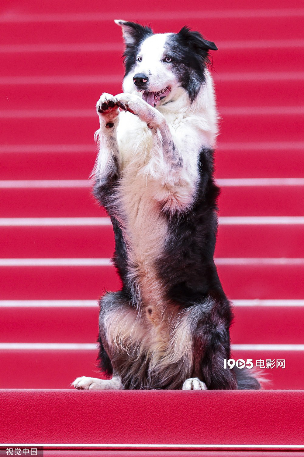 彭于晏爱犬入围“狗狗金棕榈” 前任获奖者是梅西  第2张